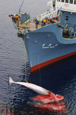 Please help us end Japanese whaling forever 