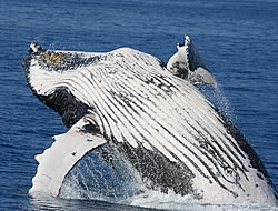 Could your company helps us protect these wonderful animals? Humpback whale breaching.