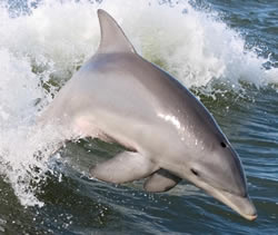 Dolphin in the sea - Please help us protect dolphins