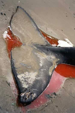 Whale on beach surrounded by blood