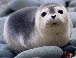 Help our sister organisation SPAG protect seals