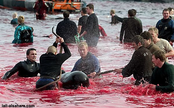 Pilot whales being cruelly slaughtered