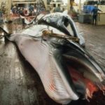 Japanese scientific whaling - dead minke whale on Nishhin Maru 