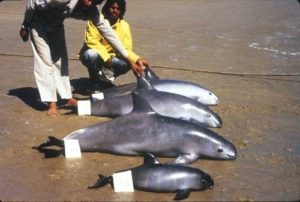 vaquitas on beach