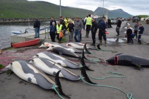 More whale and dolphin killings in the Faroes