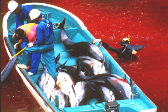 Japan Whale Slaughter